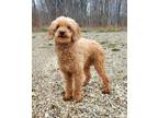 Adopt Archie (6211) a Poodle