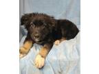 Adopt Robin (6192) a Shepherd