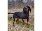 Adopt Trigger (6203) a Black and Tan Coonhound
