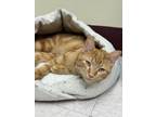 Adopt Leopard a Domestic Short Hair