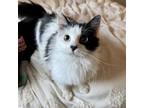 Adopt Anders a Domestic Medium Hair