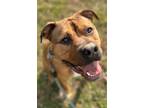 Adopt Maxwell a Brown/Chocolate Mixed Breed (Large) / Mixed dog in Voorhees