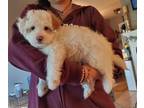 Maltipoo PUPPY FOR SALE ADN-776106 - Sweet Maltipoo puppy
