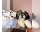 Shih Tzu PUPPY FOR SALE ADN-776065 - Shih tzu puppies