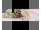 Maltipoo PUPPY FOR SALE ADN-776062 - Maltipoo puppies
