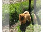 Chow Chow PUPPY FOR SALE ADN-776056 - Chow chow puppies