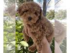 Poodle (Toy) PUPPY FOR SALE ADN-776053 - AKC Red Toy Poodle
