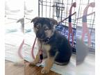 German Shepherd Dog PUPPY FOR SALE ADN-776030 - German Shepherd Female 6weeks