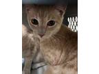 Adopt Jeff 30047 a Domestic Short Hair