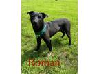 Adopt Roman 123609 a Labrador Retriever, Mixed Breed