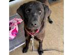 Adopt Big Poppa DIKO 5 a Black Labrador Retriever, Mixed Breed