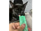 Adopt Michaelangelo (unsocial) a All Black Domestic Shorthair / Domestic