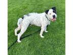 Adopt EDDIE- Playful funny active super friendly a Black - with White Terrier