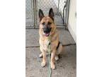 Adopt APOLLO - loyal gentle people friendly boy a German Shepherd Dog / Mixed