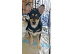 Adopt KEENAN - playful smart 5 mo. pup a Corgi / Australian Kelpie / Mixed dog