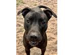 Adopt Clyde a Black - with White Pit Bull Terrier / Mixed dog in Webster