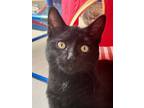 Adopt Sabrina a All Black Domestic Shorthair / Mixed (short coat) cat in
