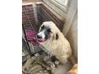 Adopt Cupid a Tricolor (Tan/Brown & Black & White) Great Pyrenees / Border