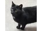 Adopt Batman a Domestic Short Hair