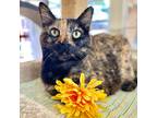 Adopt Penelope a Domestic Shorthair / Mixed (short coat) cat in Cambria