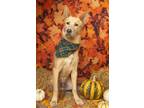 Adopt Git a Husky / Labrador Retriever / Mixed dog in Fort Lupton, CO (38668671)