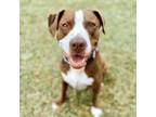 Adopt Rocco a Pit Bull Terrier