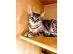 Adopt Sasha a Gray or Blue Domestic Shorthair / Domestic Shorthair / Mixed cat