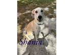 Adopt Shania 27783 a White Labrador Retriever dog in Joplin, MO (38901328)