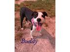 Adopt Buddy 27662 a White Pit Bull Terrier / Australian Cattle Dog dog in