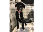 Adopt Pomme 27639 a Black Labrador Retriever dog in Joplin, MO (38901298)