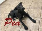 Adopt Pea 27638 a Black Labrador Retriever dog in Joplin, MO (38901297)