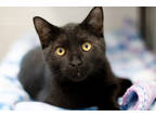 Adopt Chadwick a All Black Domestic Shorthair / Domestic Shorthair / Mixed cat