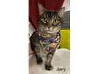 Adopt Jerry a Domestic Short Hair