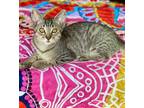 Adopt Nina a Brown Tabby Domestic Shorthair / Mixed (short coat) cat in Los