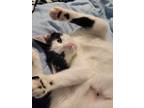 Adopt Tippy a Black & White or Tuxedo Domestic Shorthair (short coat) cat in