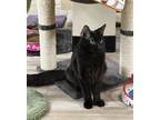 Adopt Callum McDugan a Black (Mostly) Domestic Mediumhair / Mixed (medium coat)