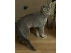 Adopt Brunella (unique grey ticked torbi) a Calico or Dilute Calico Domestic