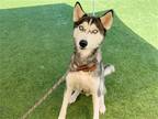 Adopt KATIE a Black Siberian Husky / Mixed dog in Tustin, CA (38886982)