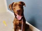 Adopt Hank a Brown/Chocolate Retriever (Unknown Type) / Mixed dog in Madison