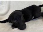 Adopt Pepper a Black Retriever (Unknown Type) / American Pit Bull Terrier /