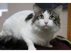 Adopt Ace Ventura a White Domestic Mediumhair / Domestic Shorthair / Mixed cat