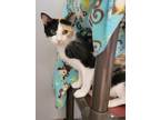 Adopt Barbie a Domestic Shorthair / Mixed (short coat) cat in Viroqua