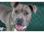 Adopt Raven a Gray/Blue/Silver/Salt & Pepper Mixed Breed (Large) / Mixed dog in