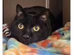 Adopt PERCY a Domestic Short Hair