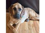 Adopt Scarlett a Brown/Chocolate - with Black Bloodhound / Mixed Breed (Large) /