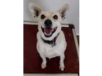 Adopt Jack Jack a White Australian Kelpie / Mixed dog in Rio Rancho
