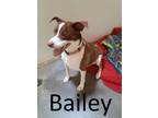 Adopt Bailey a Brown/Chocolate - with White American Staffordshire Terrier /
