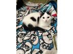 Adopt Sarah a Black & White or Tuxedo Domestic Shorthair / Mixed (short coat)