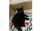 Adopt Winnie a All Black Domestic Shorthair / Mixed (short coat) cat in