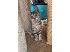Adopt Darcy a Tan or Fawn Tabby Domestic Shorthair / Mixed (short coat) cat in
